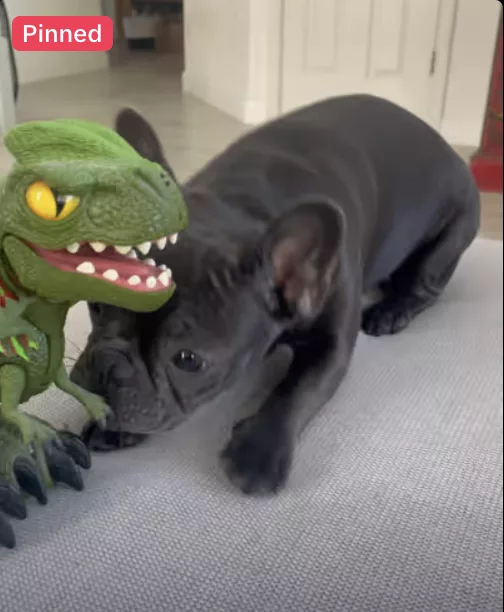 Frenchie vs. Dinosaur!